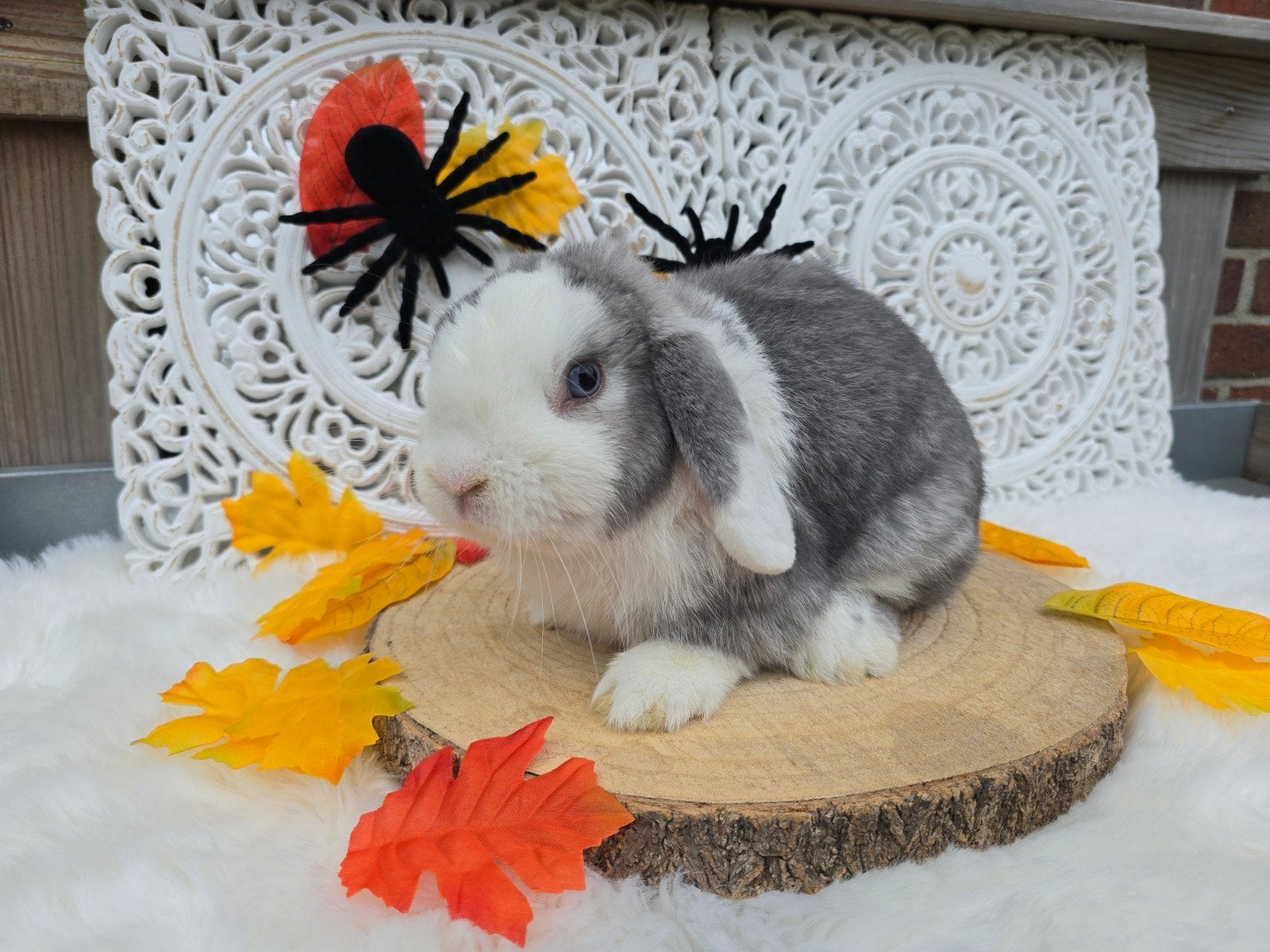 super lieve, tamme, knuffelige minilop ram, Mannelijk, Dwerg, Hangoor, 0 tot 2 jaar