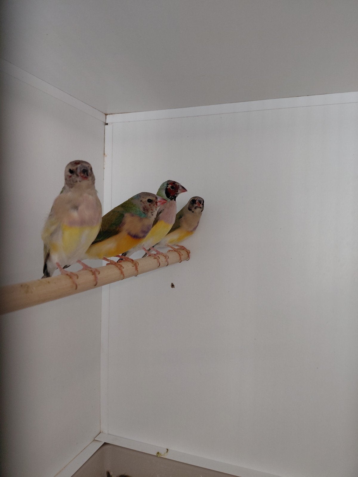 gouldsamadines, Dieren en Toebehoren, Meerdere dieren