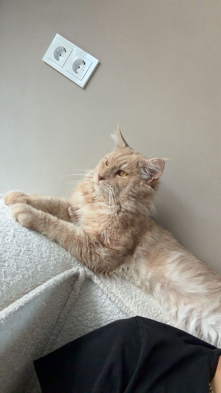Maine Coon, 0 tot 2 jaar