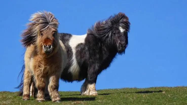 Gezocht! Shetlander ruin, Dieren en Toebehoren