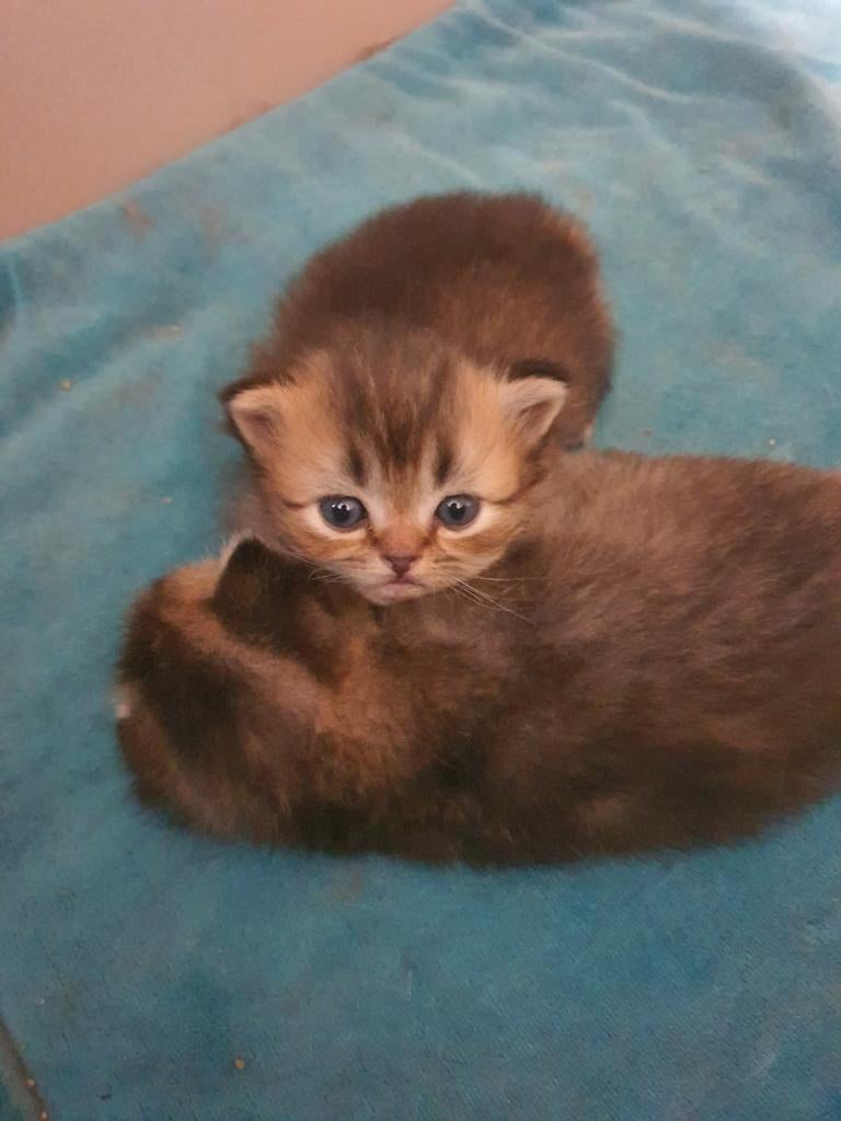 6 lieve Britse korthaar kittens, Dieren en Toebehoren, Katten en Kittens | Raskatten | Korthaar, Meerdere dieren, Gechipt, 0 tot 2 jaar