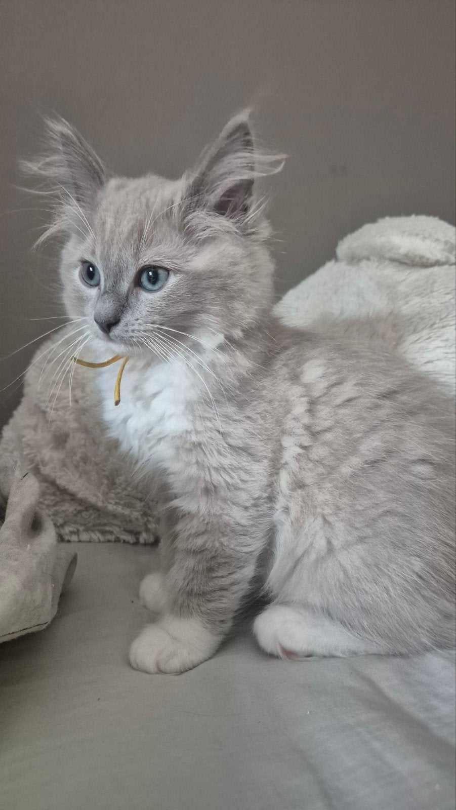 Ragdoll kater blue point mitted, Dieren en Toebehoren, Kater, Gechipt, 0 tot 2 jaar