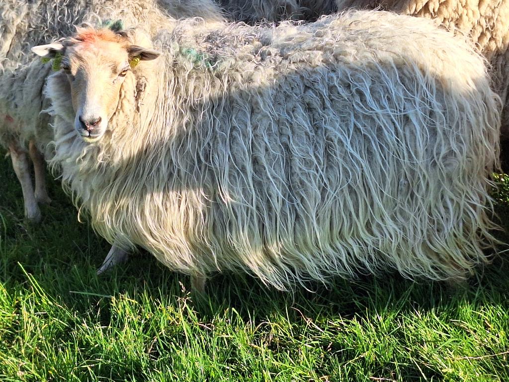 Wol, Hobby en Vrije tijd, Spinnewielen en Spinnen, Ophalen, Zo goed als nieuw, Spinwol