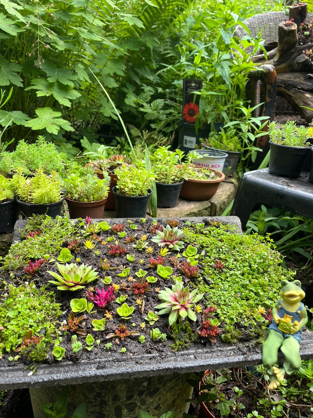 Workshop: grote sedum dakpan maken - Groen en duurzaam!, Ophalen, Bodembedekkers, Volle zon, Vaste plant
