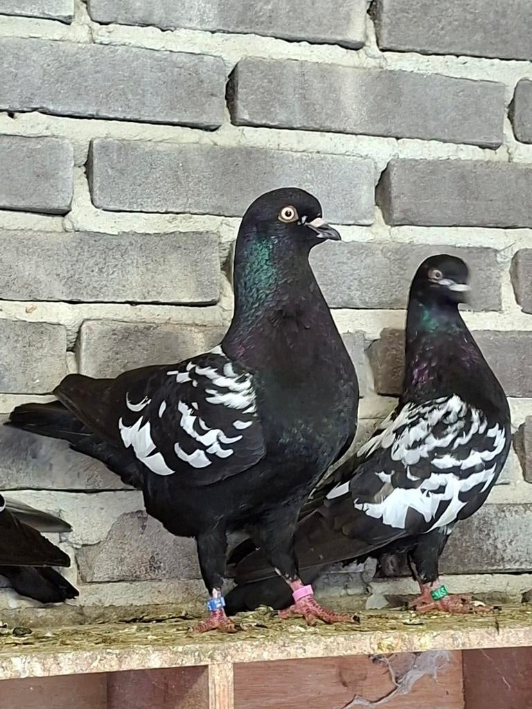 Nederlandse hoogvliegers, Dieren en Toebehoren, Meerdere dieren, Postduif