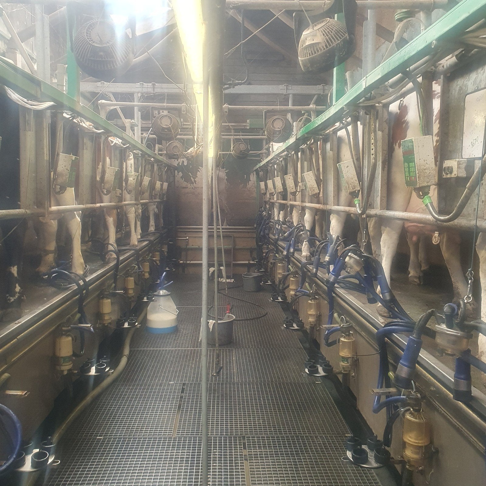 Complete 2x8 Manus Melkstal, Ophalen of Verzenden, Veehouderij, Melktechniek