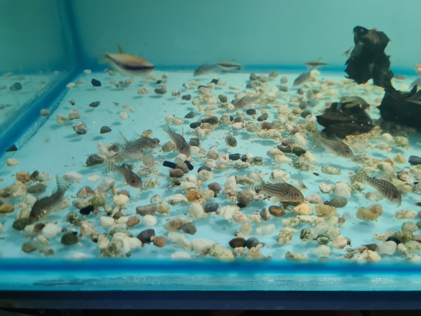 Corydoras sterbai, pantsermeerval, Dieren en Toebehoren, Vissen | Aquariumvissen, Vis, Zoetwatervis