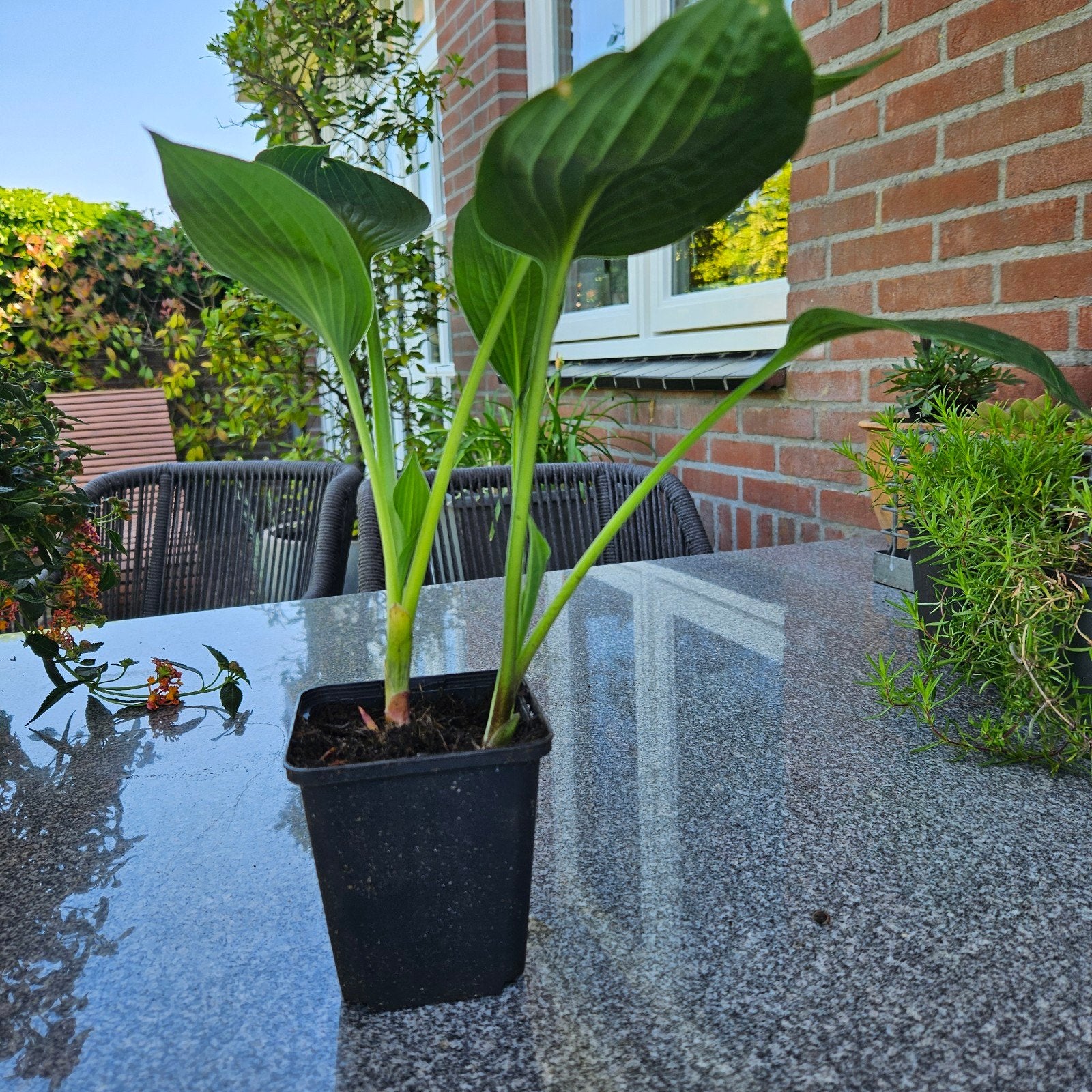 Hosta's te koop, Ophalen, Bodembedekkers, Vaste plant, Halfschaduw