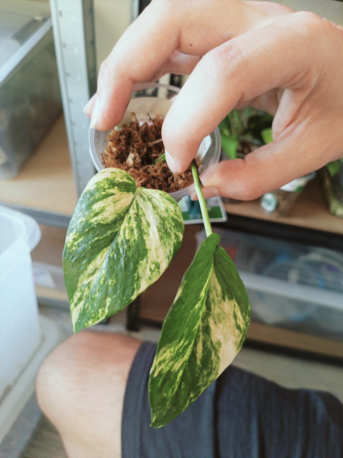 Epipremnum bumpy, Overige soorten, In pot, Minder dan 100 cm, Groene kamerplant