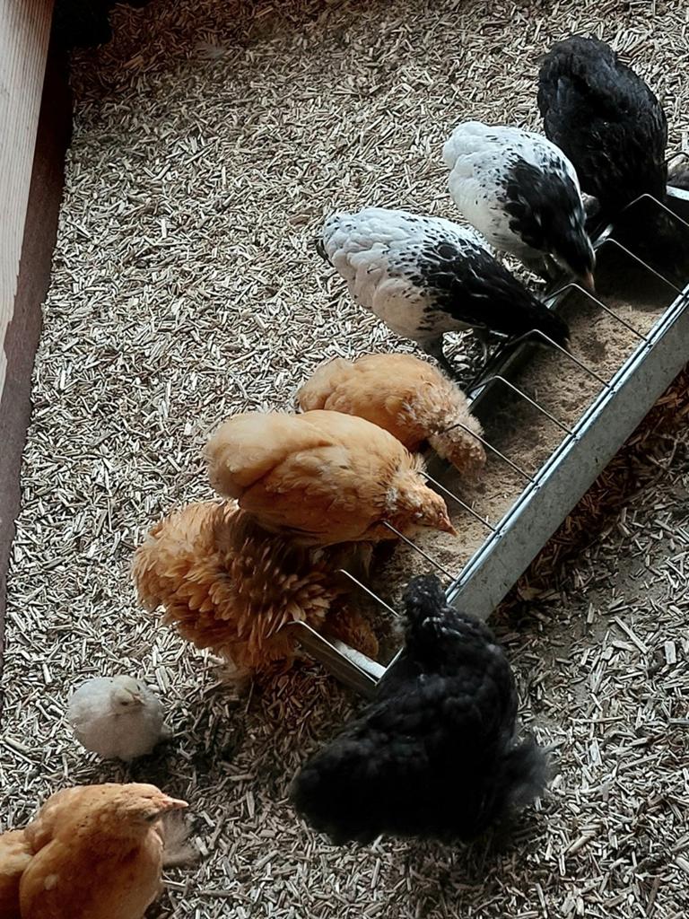 Nakweek Cochin kriel en Lakenvelder kipjes van begin april., Dieren en Toebehoren, Pluimvee, Vrouwelijk, Kip