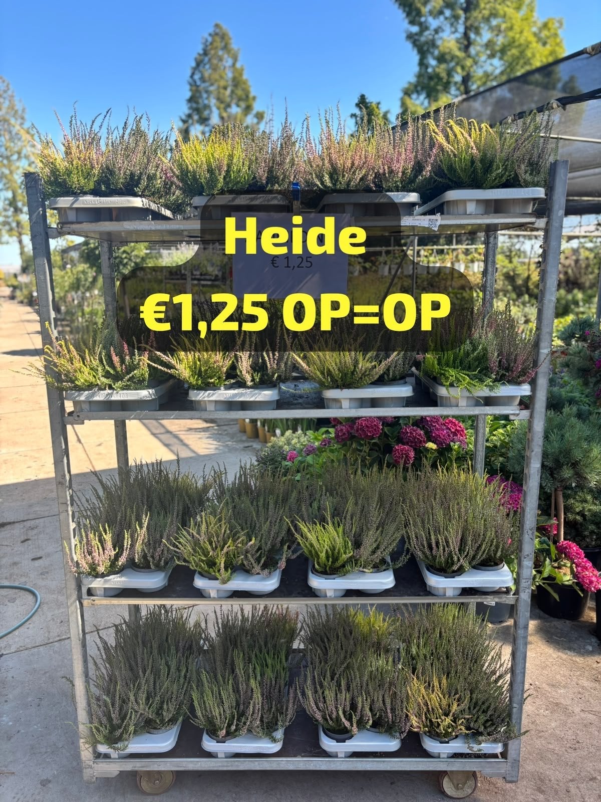 Goedkoope Tuinplanten Vaste planten, Ophalen, Volle zon, Vaste plant, Siergrassen