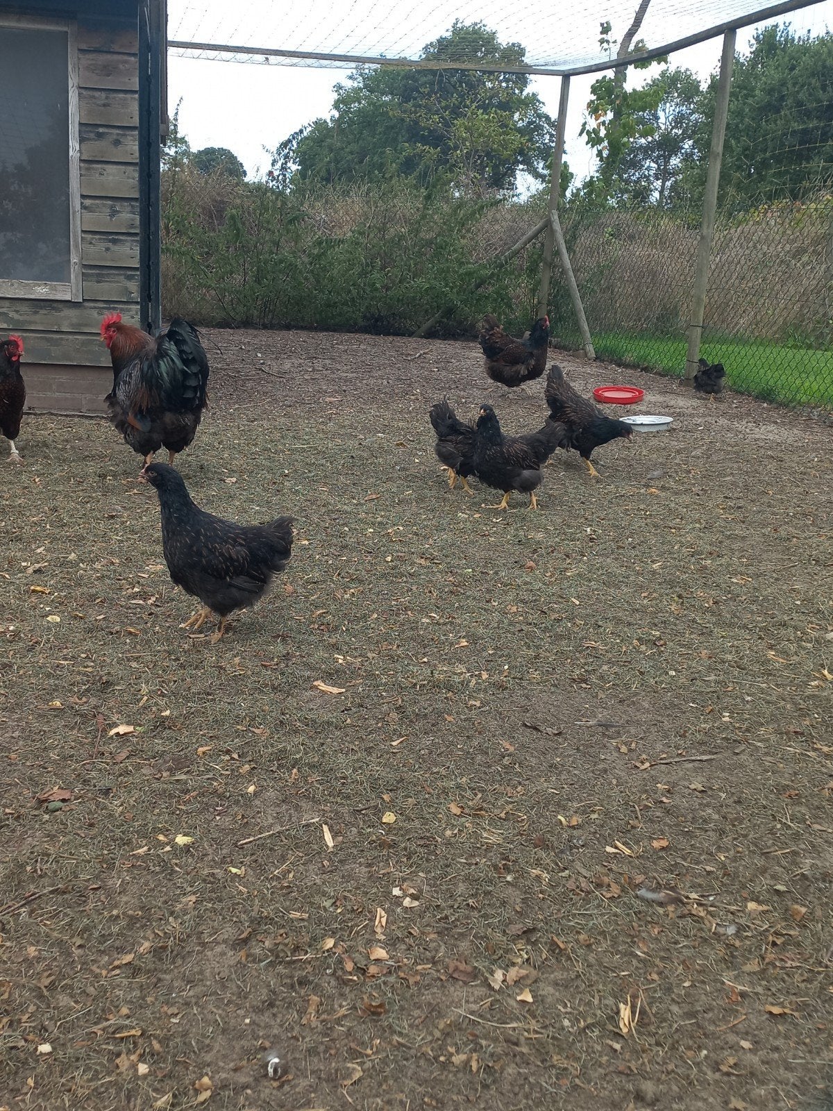 Dubbelgezoomde barnevelders hennen, Vrouwelijk, Kip