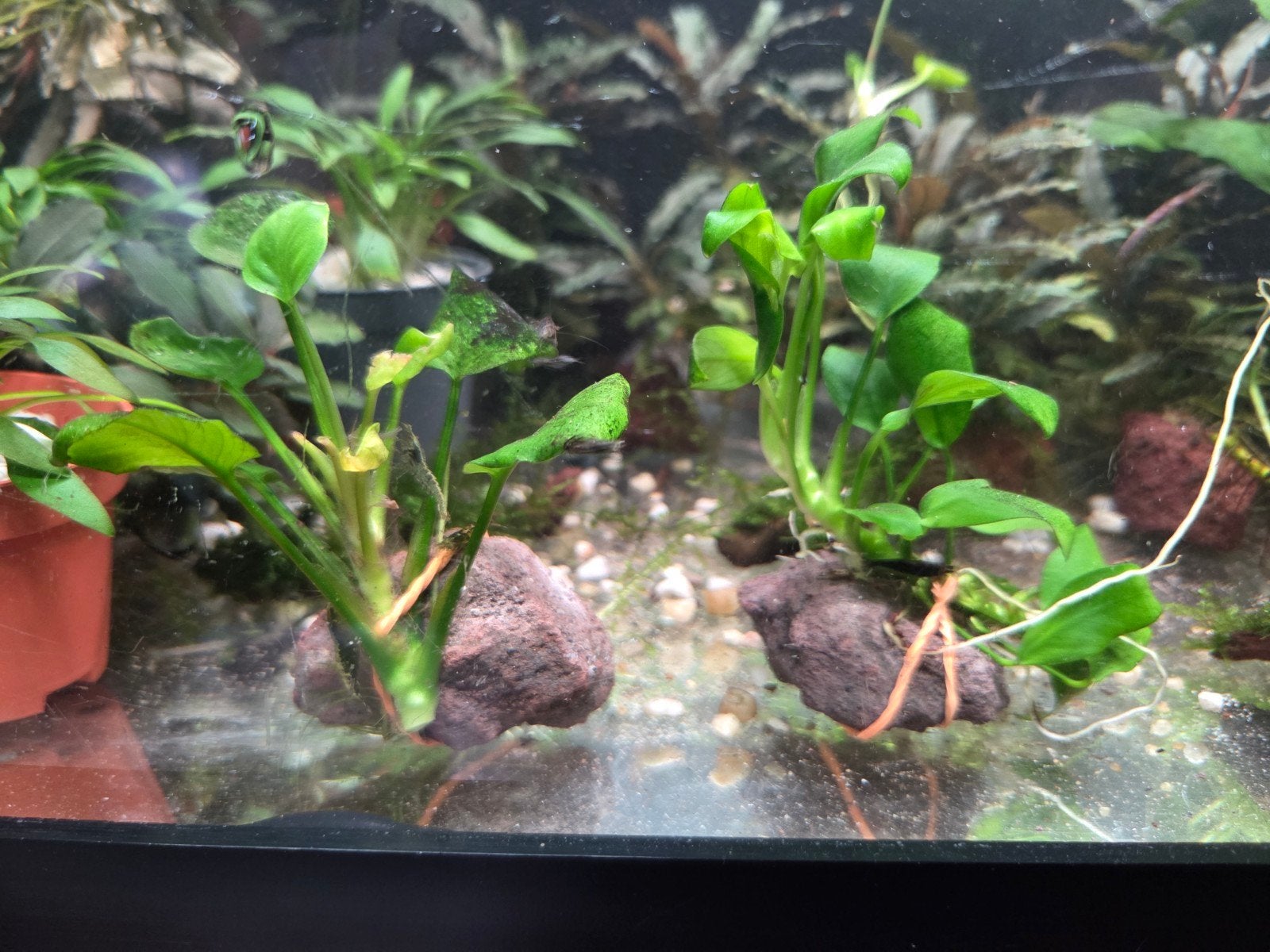 aquarium planten, Dieren en Toebehoren, Ophalen, Plant(en), Steen of Hout