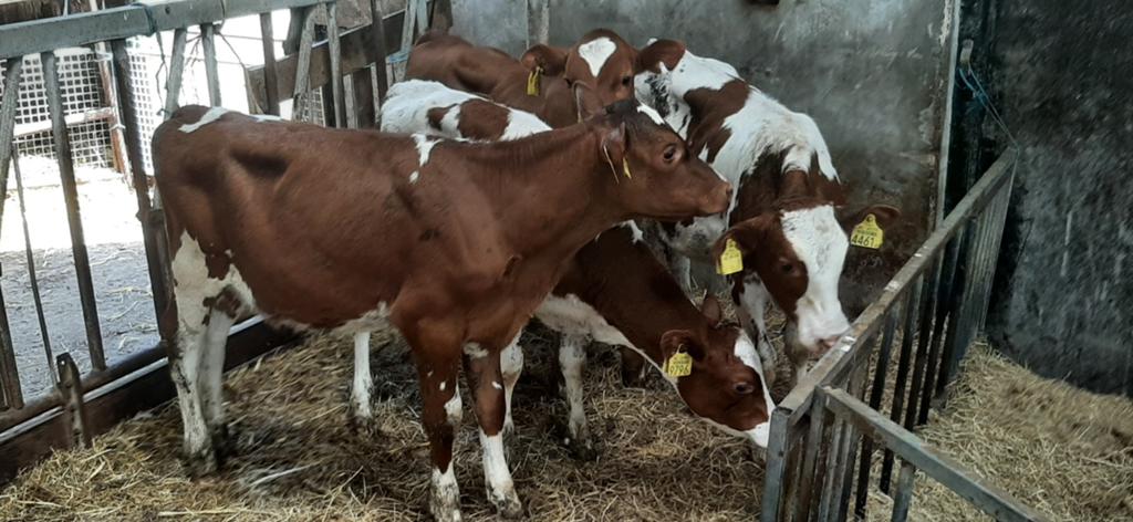 Vier beste  roodbonte vaarskalveren, Dieren en Toebehoren, Runderen, Vrouwelijk
