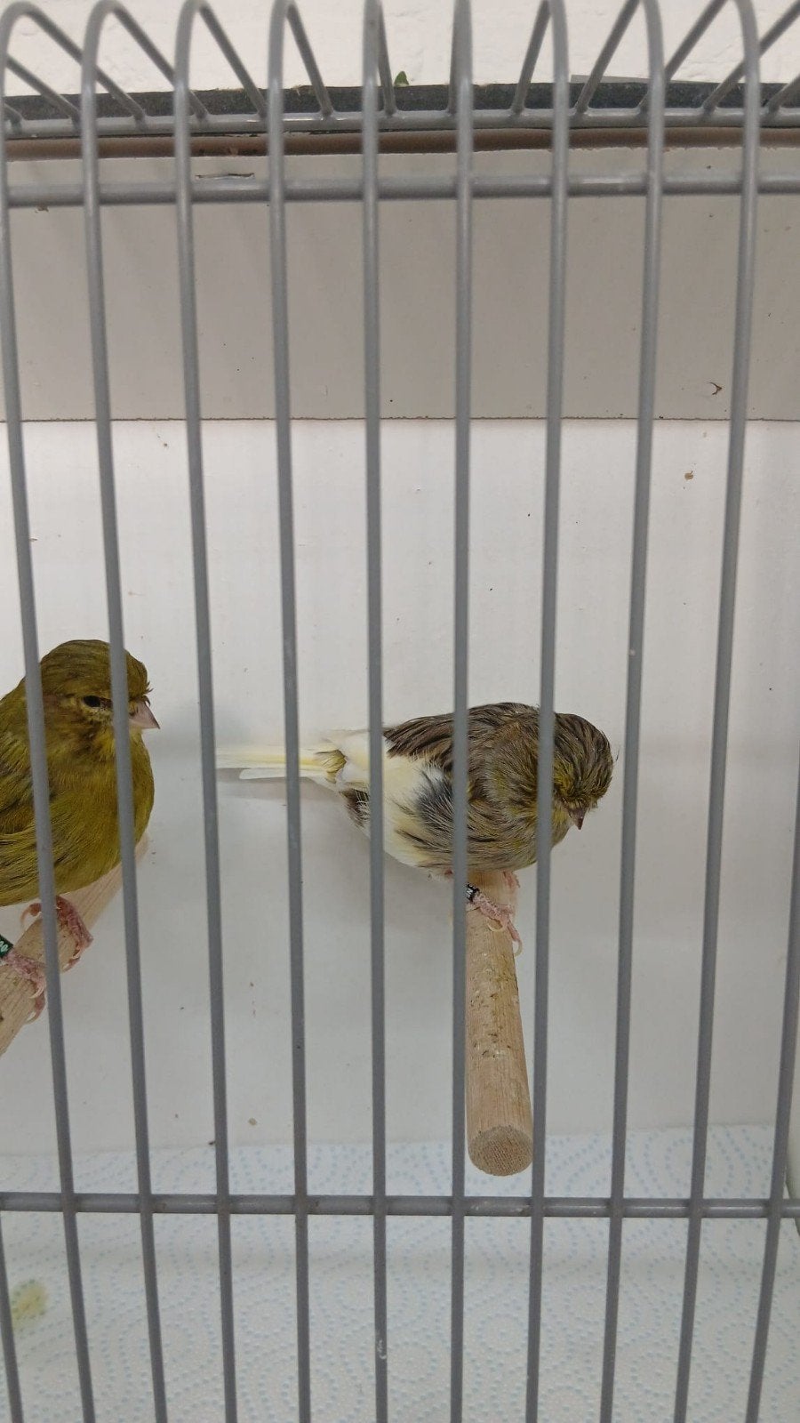 gloster poppen, Meerdere dieren, Postuurkanarie