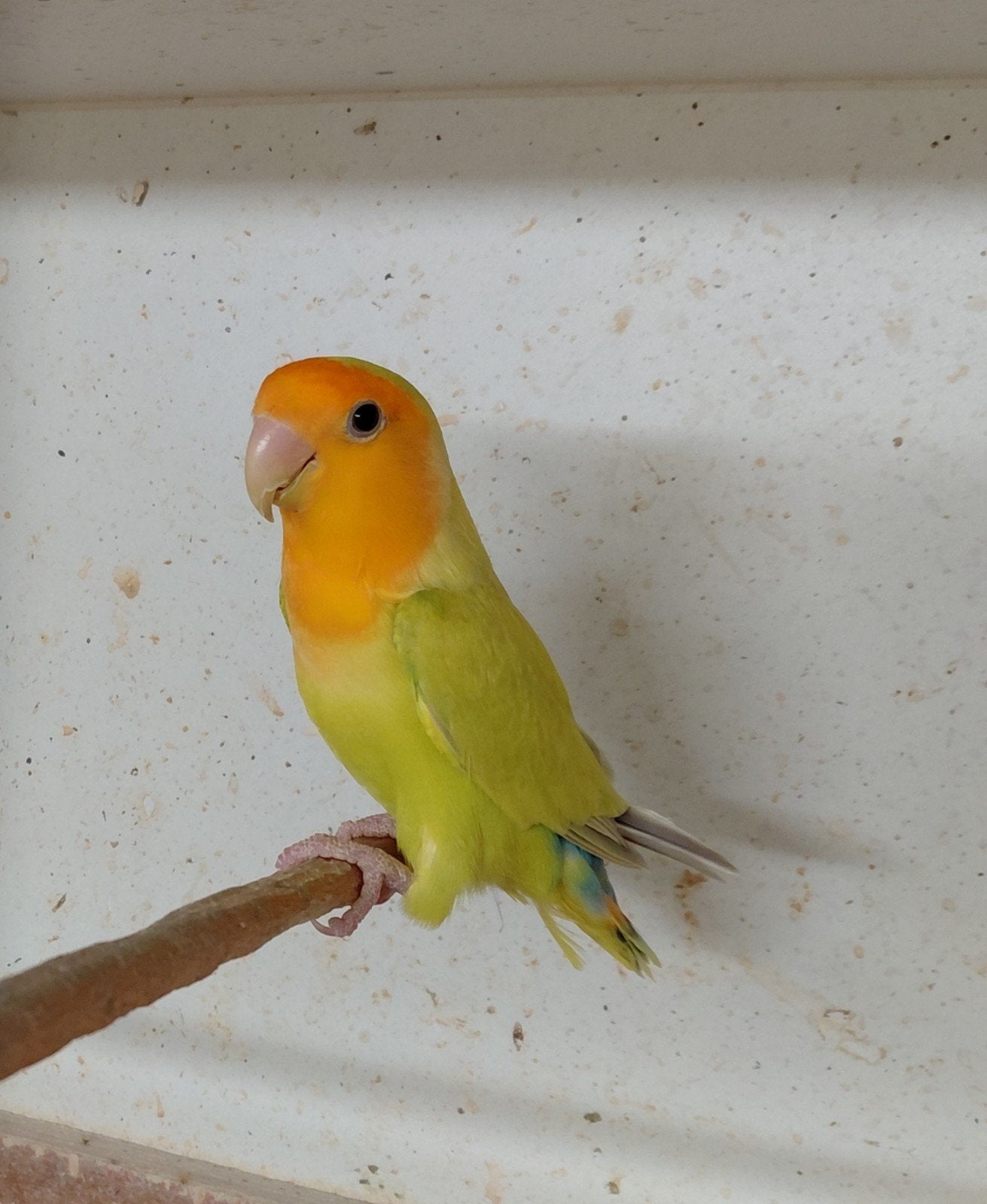 te maken broedkoppel Agapornis roseicollis, Meerdere dieren, Dwergpapegaai of Agapornis, Geringd