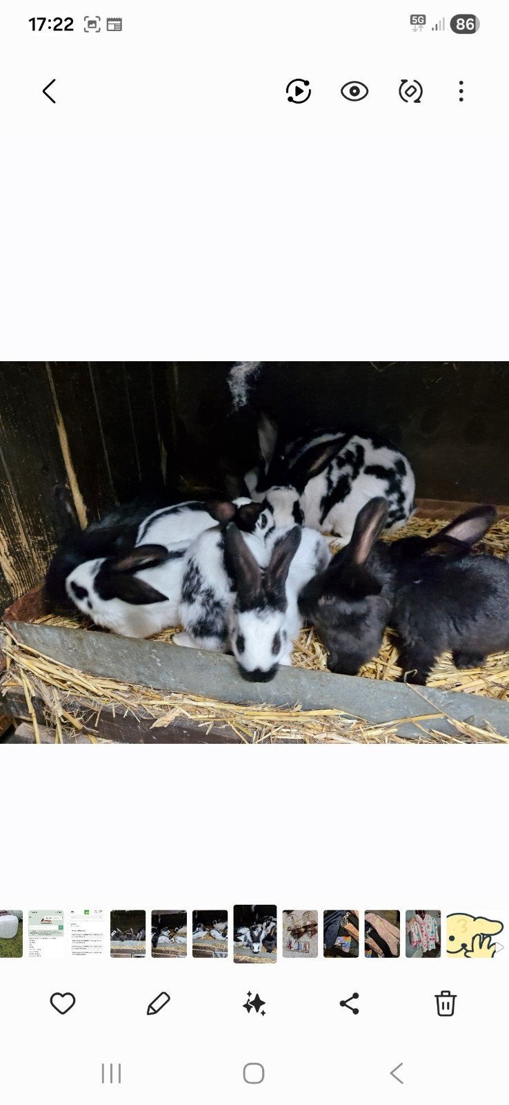 Lotharinger groot  jonge konijnen, Dieren en Toebehoren, Meerdere dieren, Groot