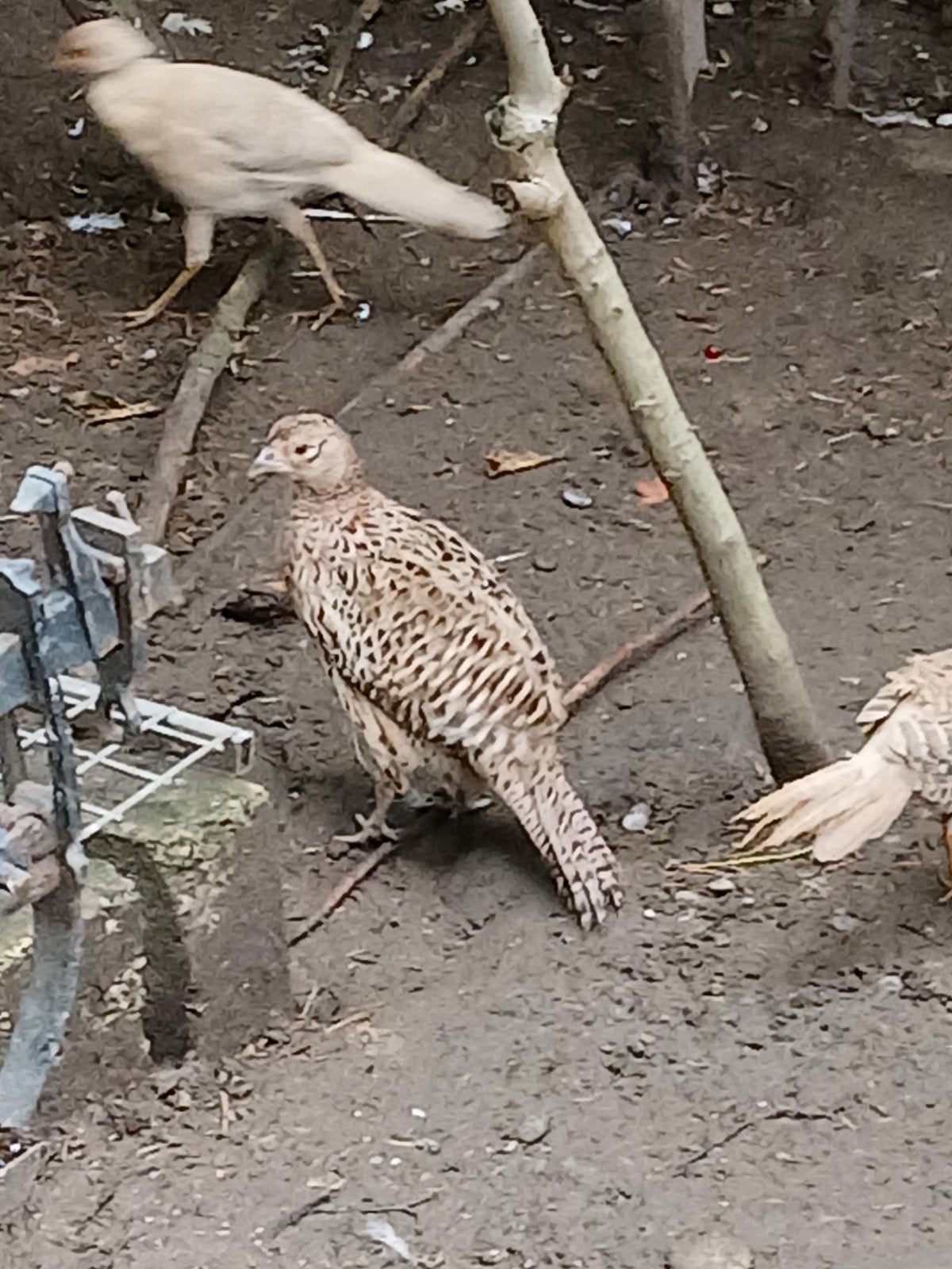 Hen bosfazant 2025, Dieren en Toebehoren, Pluimvee, Vrouwelijk, Kip