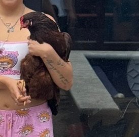 2 female chickens for adoption, Dieren en Toebehoren, Meerdere dieren, Kip