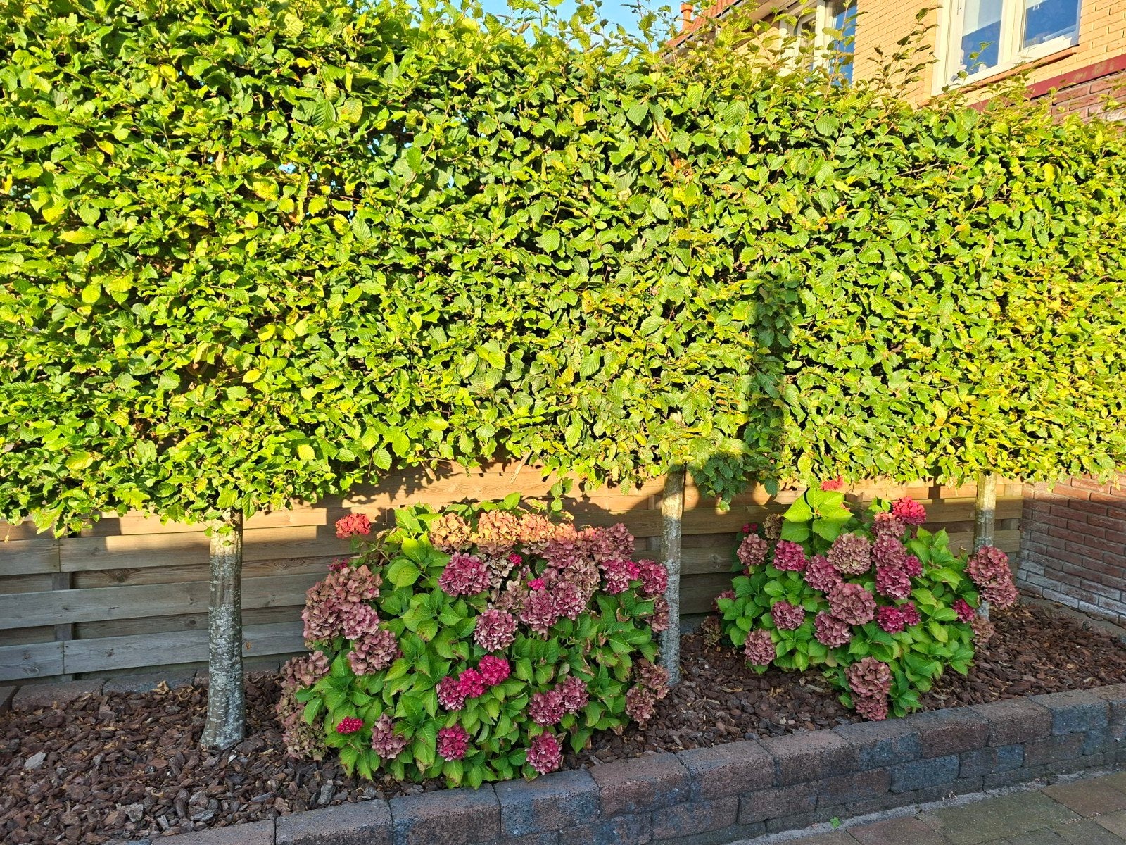 mooie volle haagbeuk op stam 3 stuks, Tuin en Terras, Planten | Struiken en Hagen, Ophalen