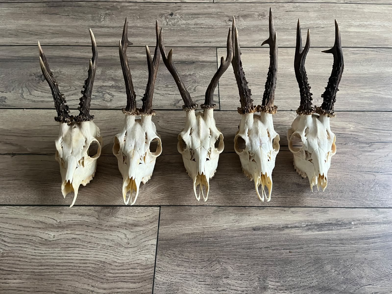 4. Ree kopjes gewei schedel jachttrofee opgezet 5 stuks, Ophalen of Verzenden, Zo goed als nieuw, Wild dier, Gewei of Kop