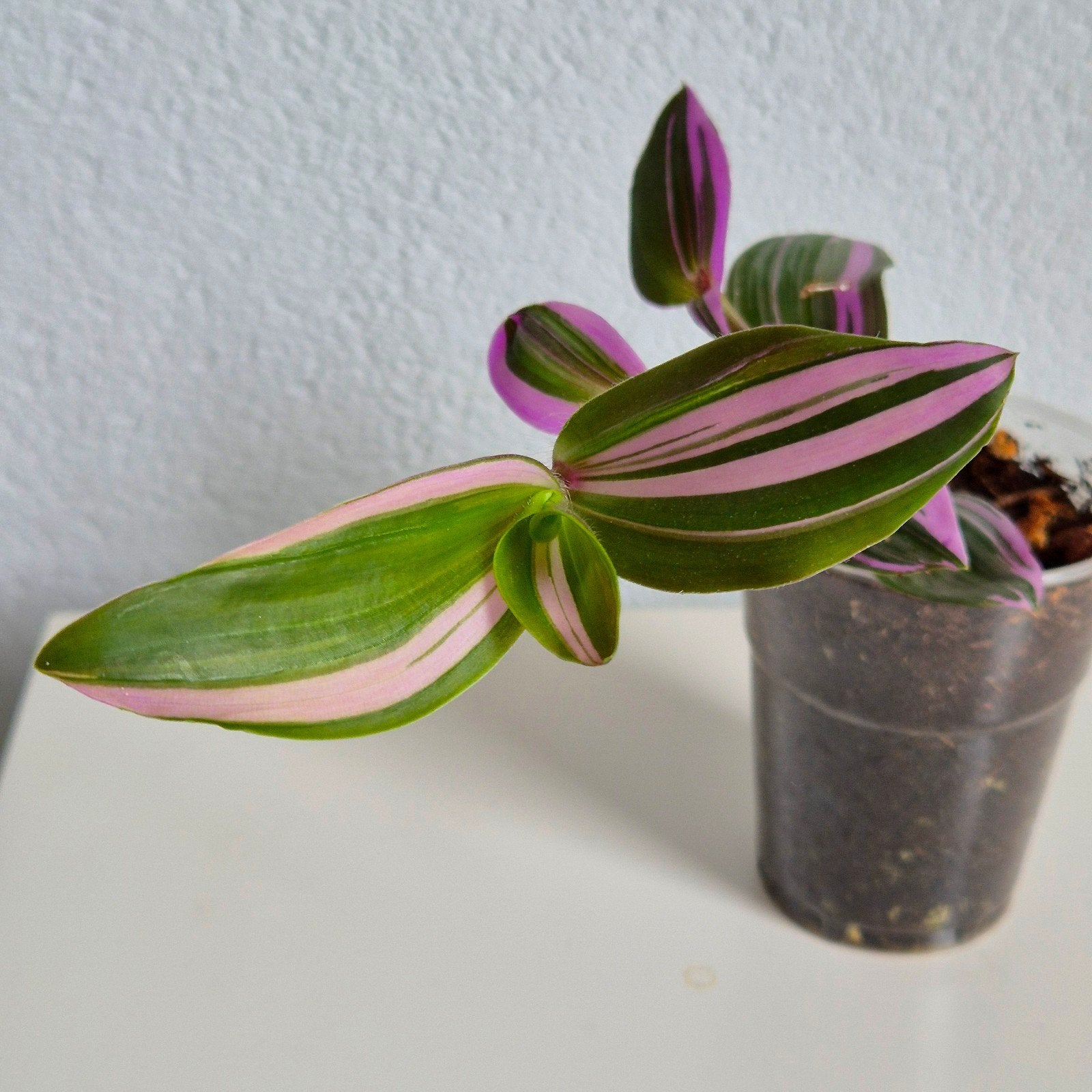 Tradescantia cerinthoides 'Nanouk' / Vaderplant, Overige soorten, In pot, Minder dan 100 cm, Groene kamerplant