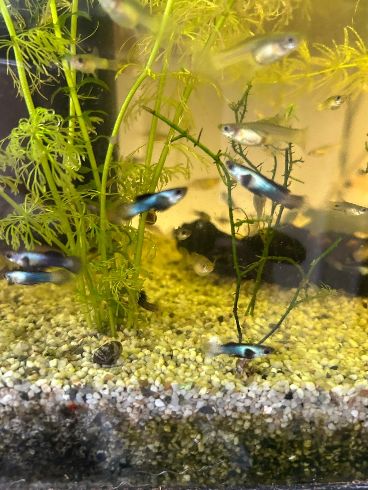 Panda guppen, Dieren en Toebehoren, Vissen | Aquariumvissen, Vis