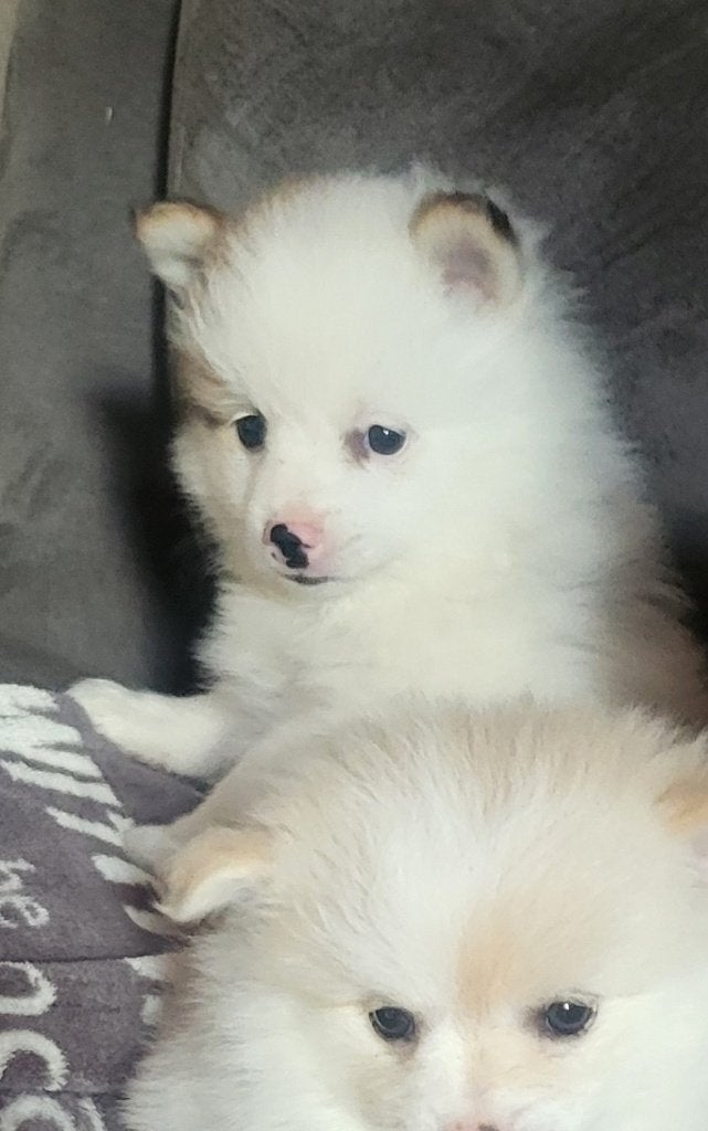 Zeer mooi dwergkees pup te koop, Dieren en Toebehoren, België, Particulier, 8 tot 15 weken, Eén hond