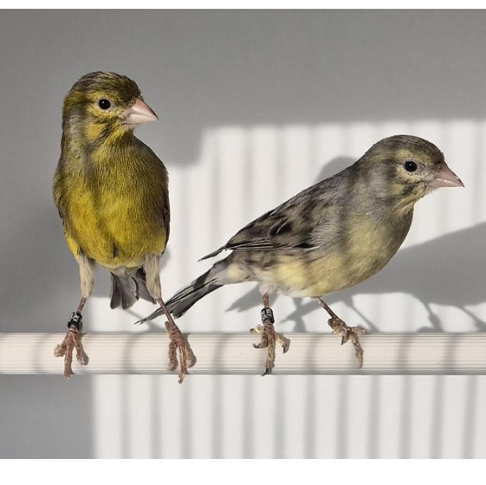 Gezocht! Koppel groen intensieve raza kanaries, Meerdere dieren, Kleurkanarie
