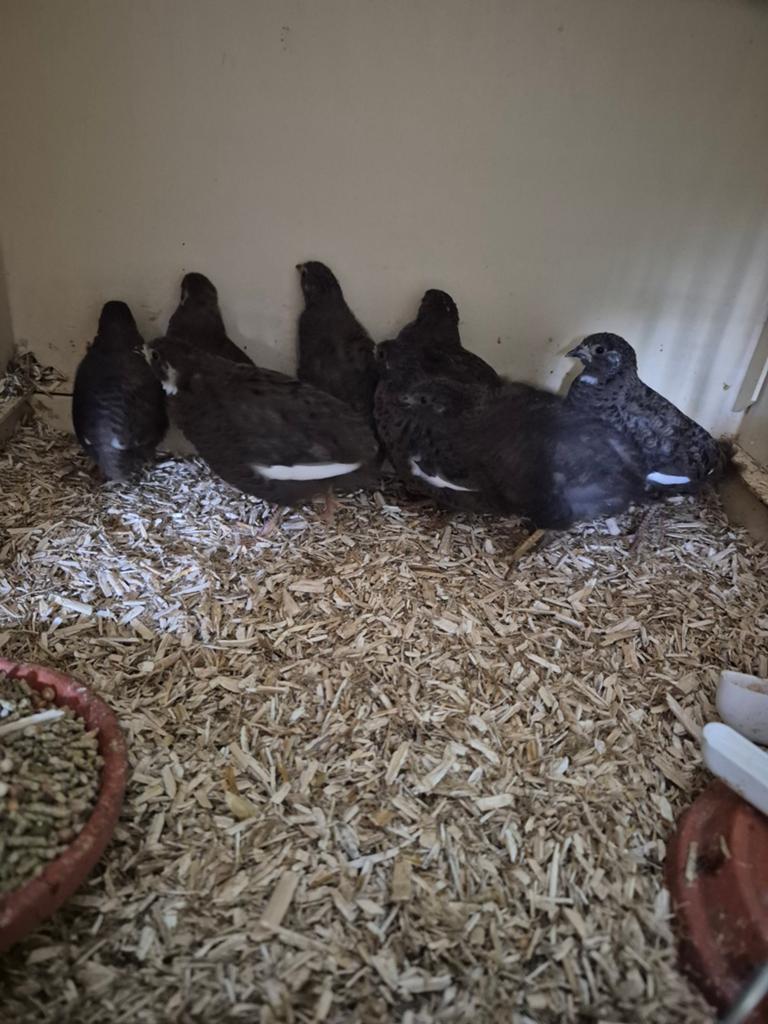 Jonge chinese dwergkwartels , natuurbroed. Hennen en hanen., Dieren en Toebehoren, Pluimvee, Meerdere dieren, Overige soorten