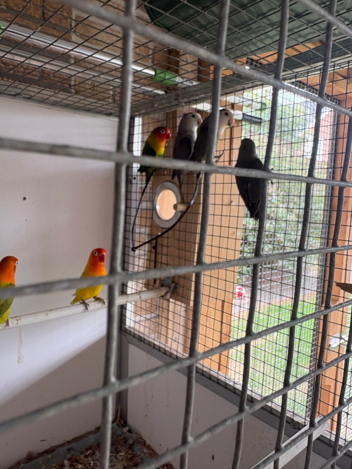 Agapornissen, Dieren en Toebehoren, Meerdere dieren, Dwergpapegaai of Agapornis