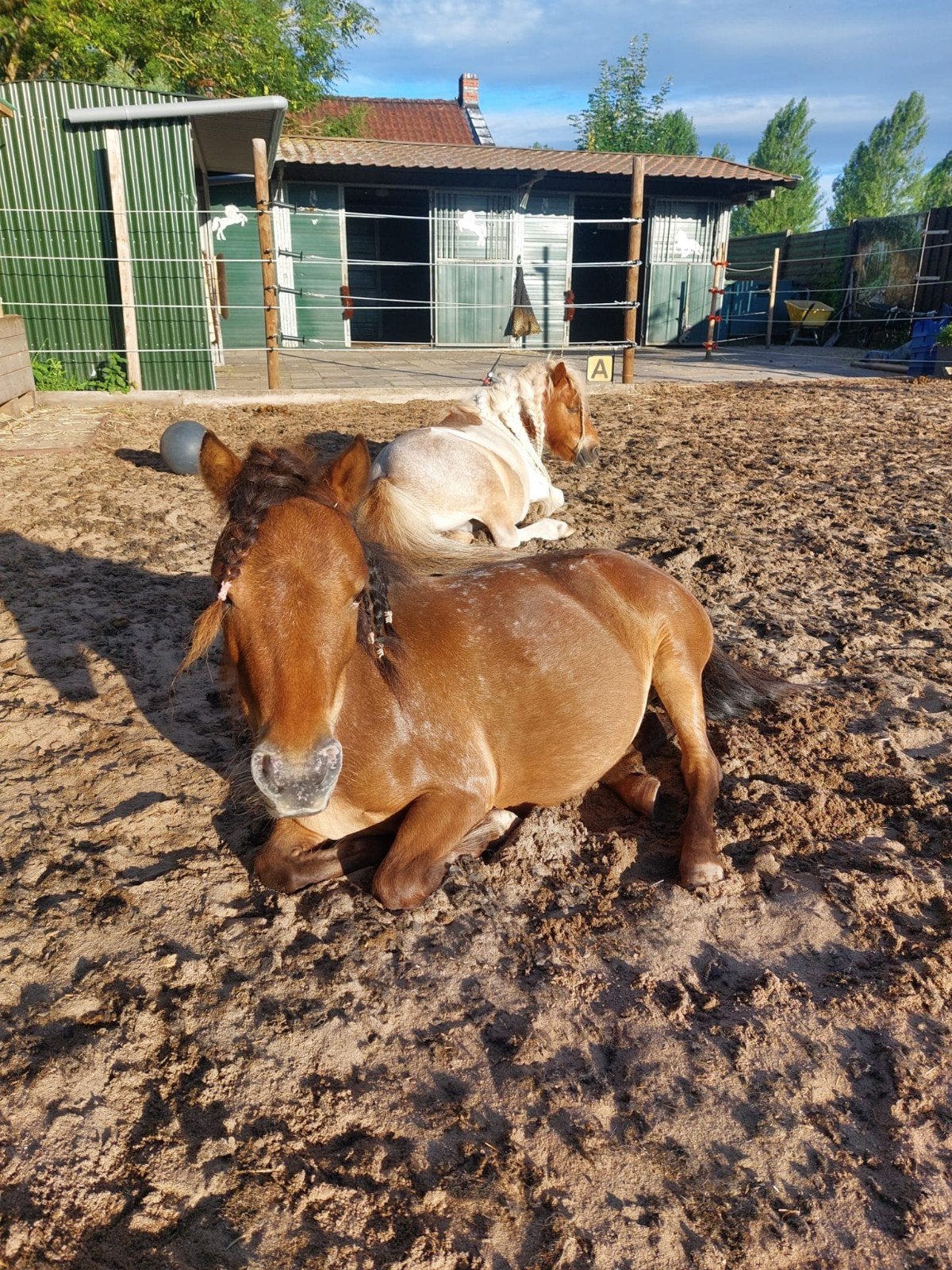 Plek voor pony, Dieren en Toebehoren, Stalling en Weidegang, Stalling