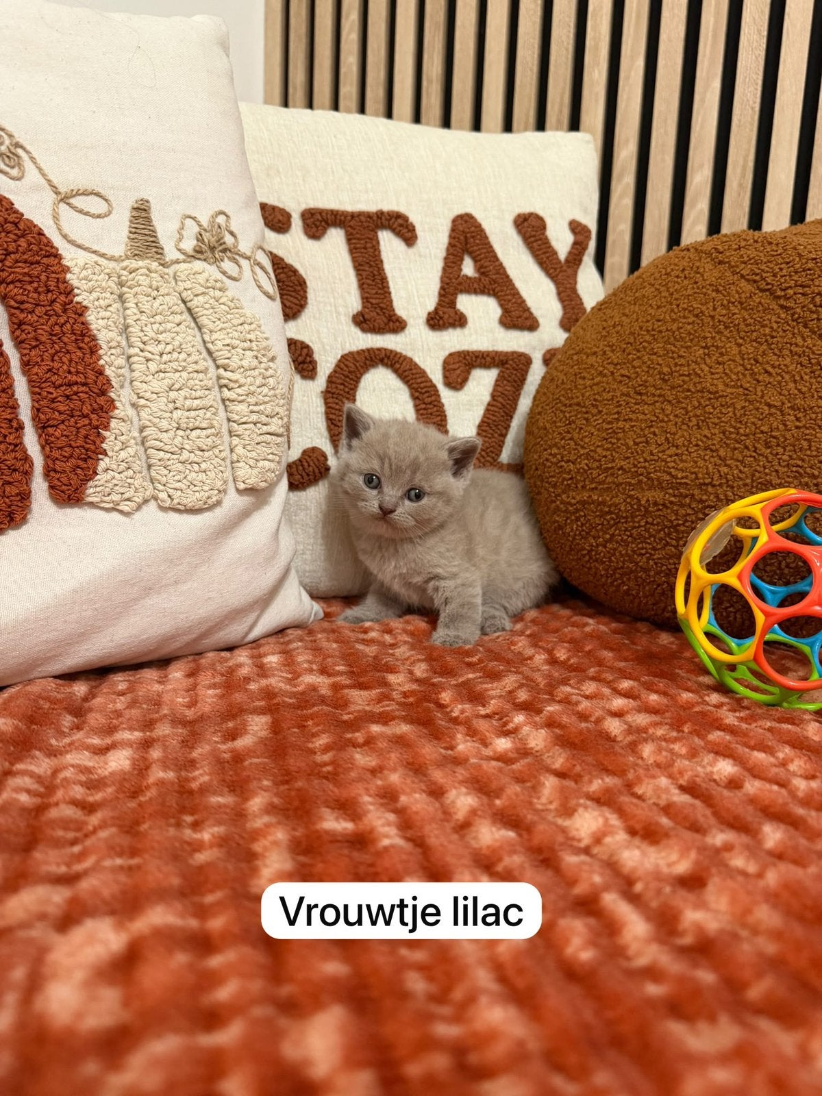 Britse korthaar kittens (Antwerpen), Meerdere dieren, Gechipt, 0 tot 2 jaar