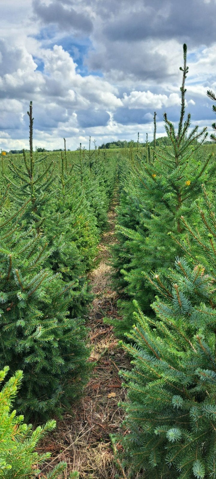 omorika kerstbomen te koop, Tuin en Terras, Planten | Bomen, Ophalen, Zomer, Volle zon, Overige soorten