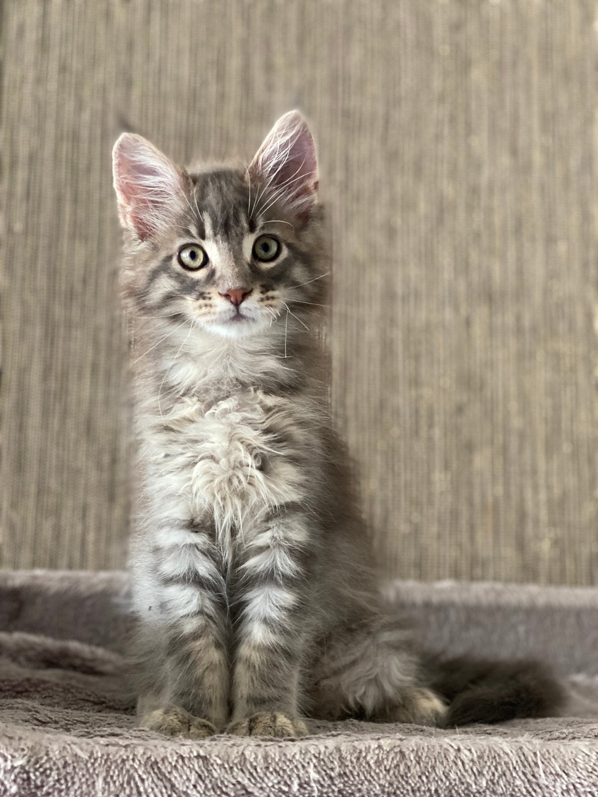 MAINE COON KITTENS, Dieren en Toebehoren, Meerdere dieren, Ontwormd, 0 tot 2 jaar
