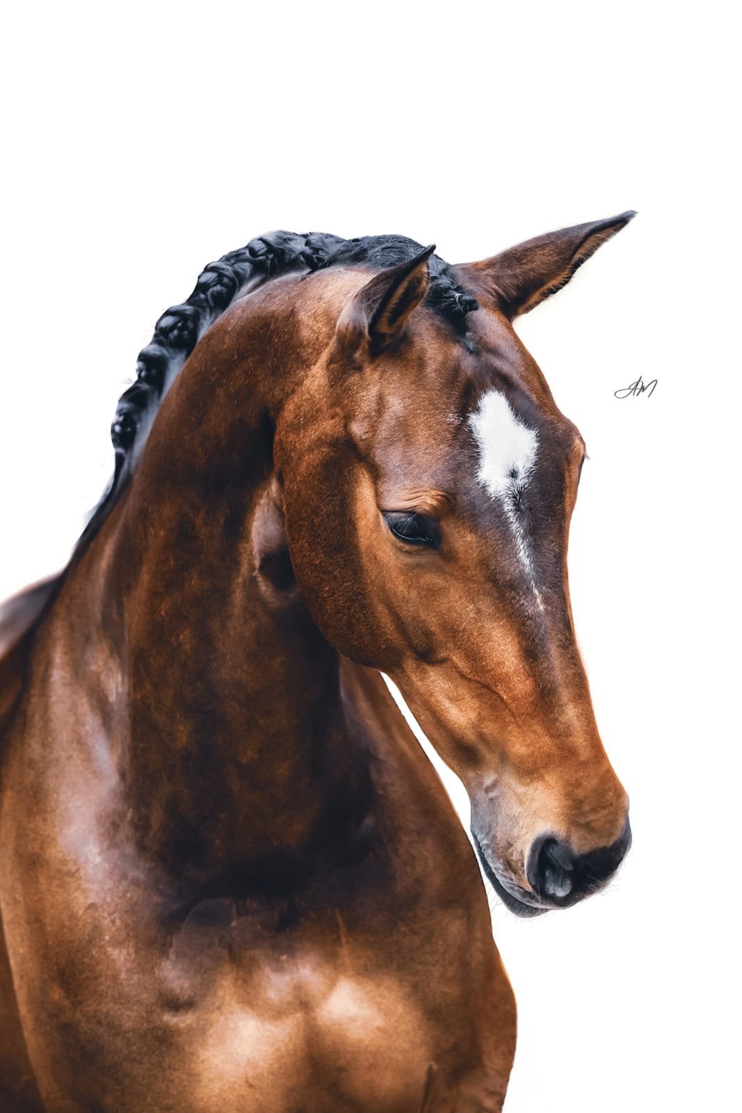 Leuke allround (dressuur) merrie kwpn, Merrie, Dressuurpaard, 11 jaar of ouder, 165 tot 170 cm