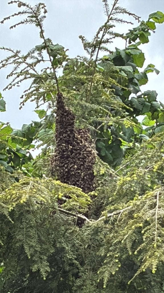 Gezocht uitgebouwde dadant blatt honingkamerramen, Dieren en Toebehoren, Insecten en Spinnen, Bijen