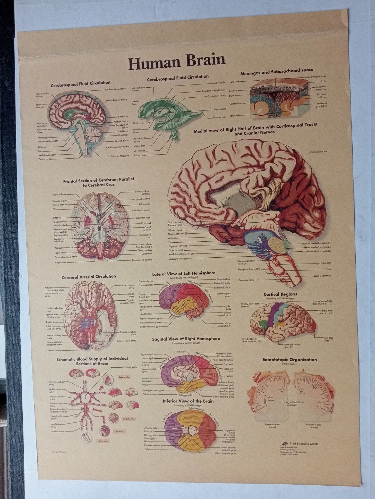 Medische Anatomische Poster Human Brain Hersenen, Ophalen of Verzenden, Gebruikt, A1 t/m A3, Film en Tv