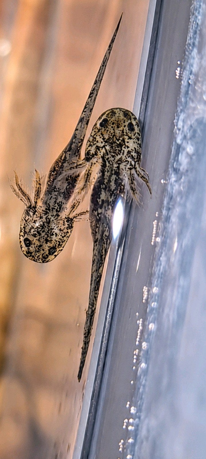 Jonge axolotls, Amfibie, 0 tot 2 jaar