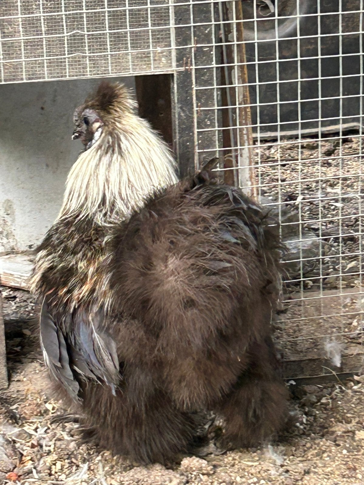 Haan, Dieren en Toebehoren, Mannelijk, Kip