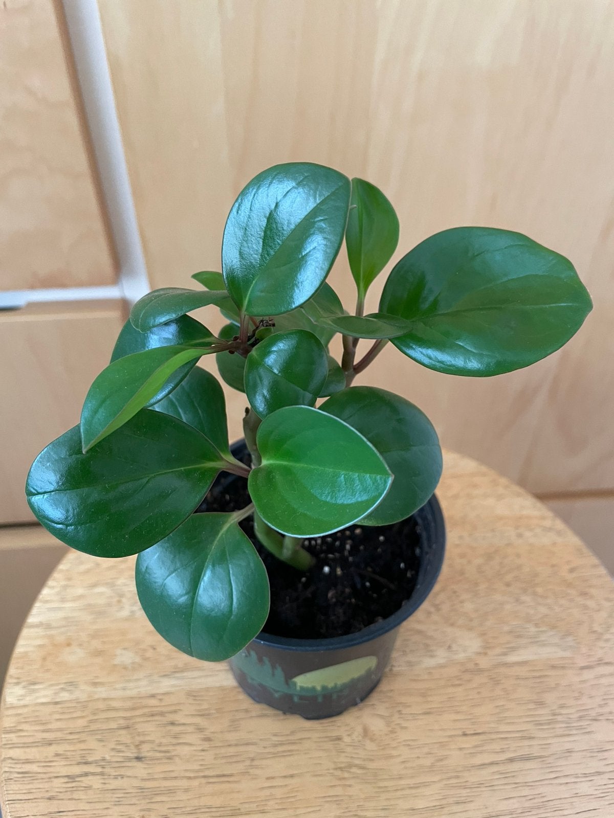 Peperomia, Ophalen, Halfschaduw, Minder dan 100 cm