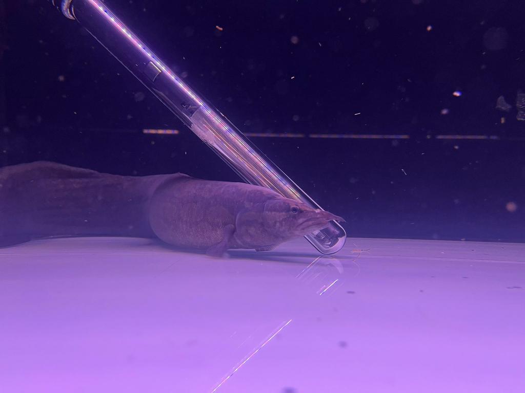 Tire track eel (Mastacembus armatus), Eén persoon