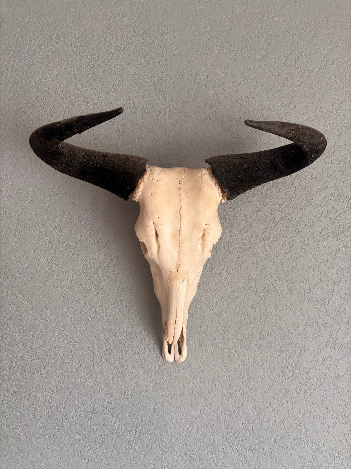 Schedel wildebeest, Ophalen, Gebruikt, Boerderijdier, Schedel