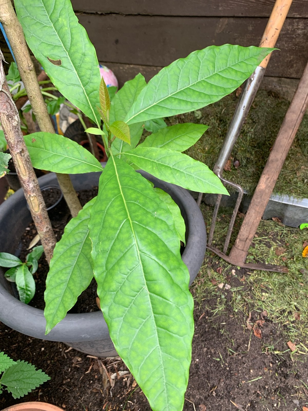 Jonge avocadoplant - Zonder pot, Ophalen, Vaste plant, Bloeit niet, Halfschaduw