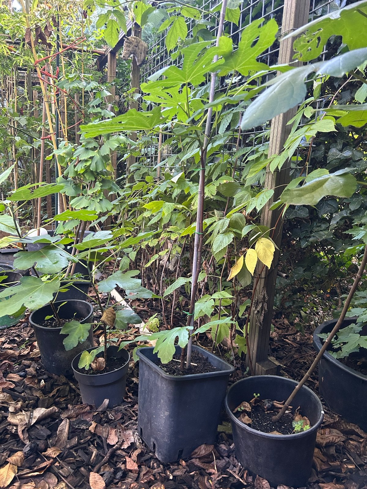 Vijgenboom in container - Diverse maten beschikbaar, Ophalen, Lente, Volle zon, In pot