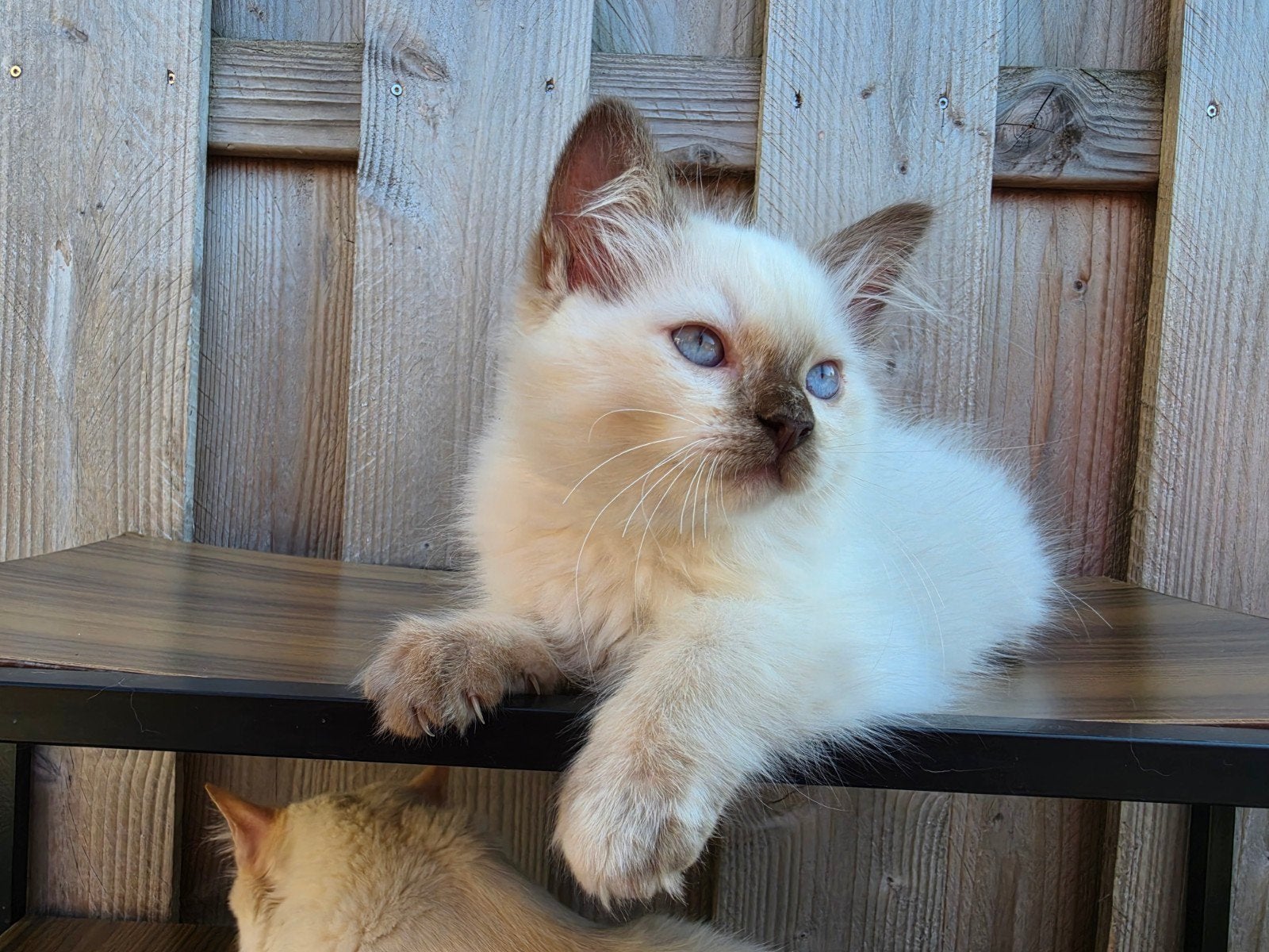 Ragdoll (fok)poesje, drager van cinnamon en verdunning, Dieren en Toebehoren, Poes, Met stamboom, 0 tot 2 jaar