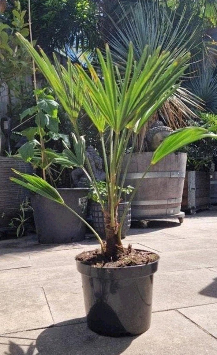 Trachycarpus wagnerianus - Winterharde waaierpalm, Ophalen