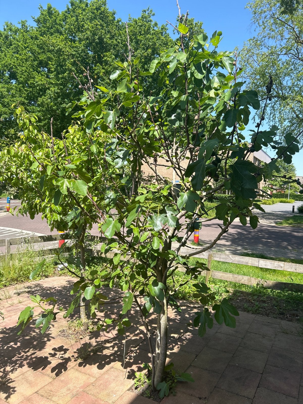 Twee vijgenbomen - Ficus carica, Volle zon, Bloeit niet, 100 tot 250 cm, Overige soorten
