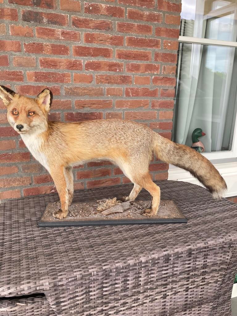 Opgezetten vos., Ophalen, Zo goed als nieuw