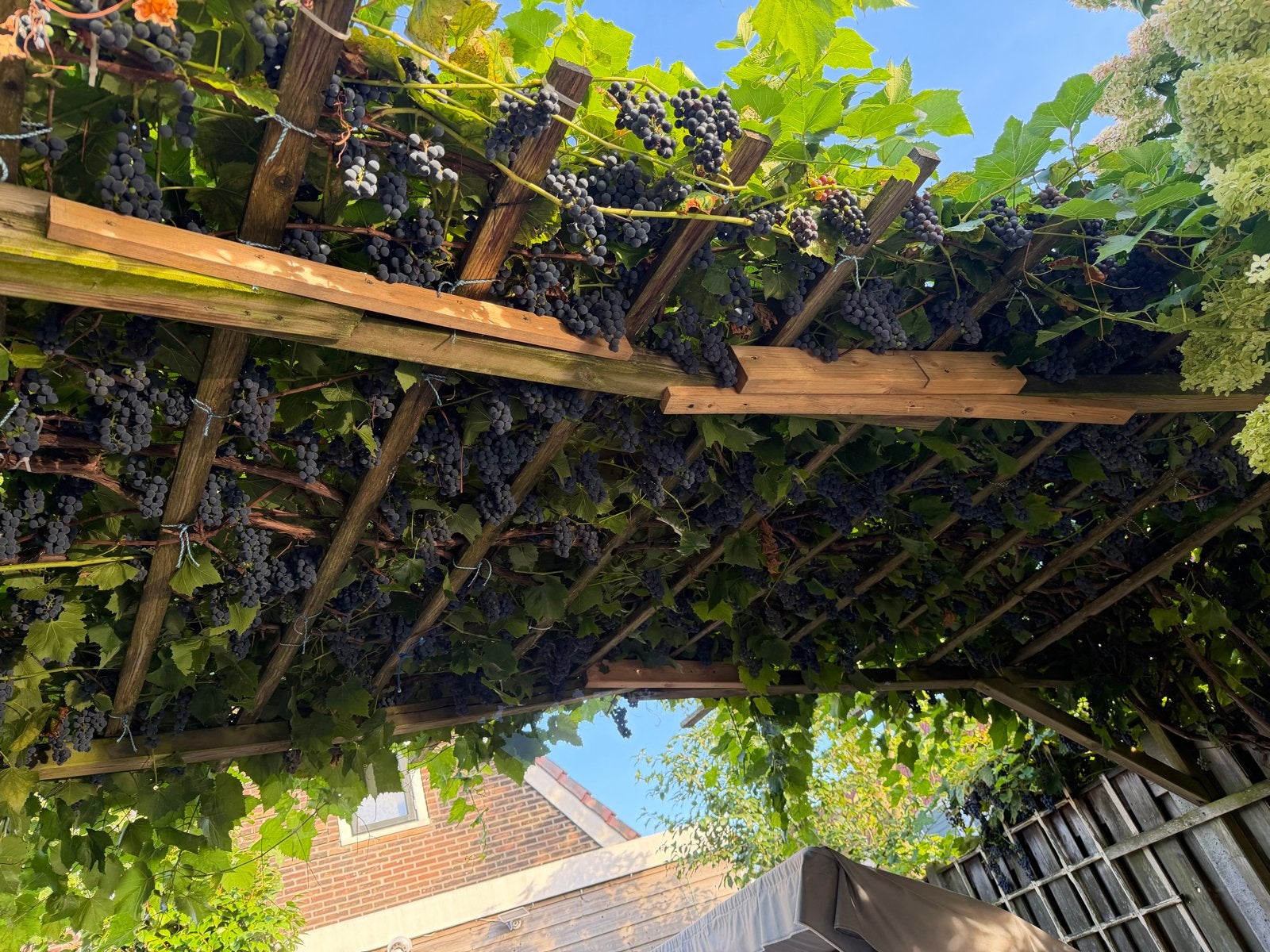 Verse druiven uit eigen tuin - Zelf plukken!, Diversen, Ophalen